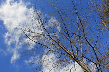 すっかり落葉した木と青空