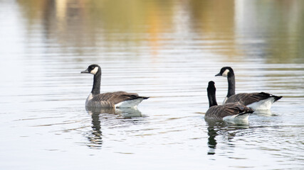 Fototapeta premium Geese in Montana USA, Wildlife of Bozeman