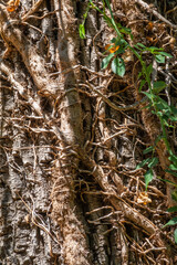 Texture of the old bald cypress tree bark covered by lianes.