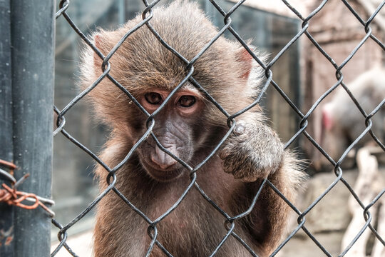Portrait Of Monkey In Cage