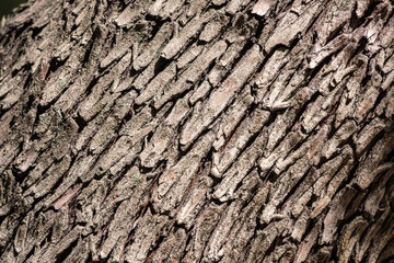 Bark texture and background of a old fir tree trunk