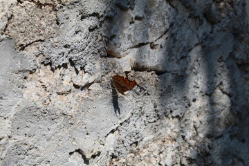 dragonfly on the rock