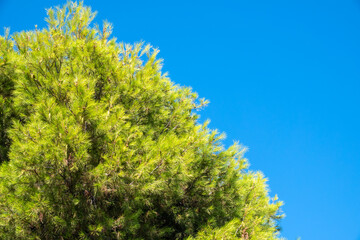 Green pine tree with long needles on a background of blue sky. Freshness, nature, concept. Latin: Pinus brutia