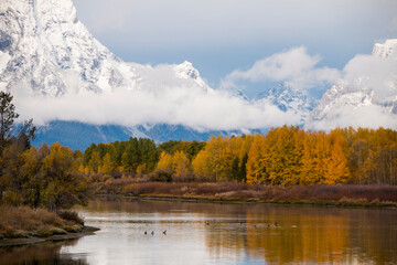 dramatic landscape of the snow capped mountain peaks of the Grand Teton mountains and vibrant autumn foliage of the trees lined up in Oxbow bend of the Snake River in Wyoming.