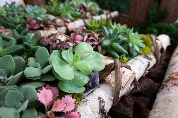 various fresh cactus