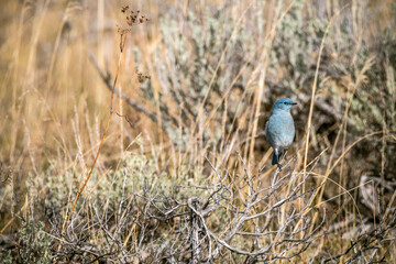 A  mountain bluebird in its natural habitat in the open meadows of Grand Teton national Park