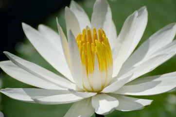 Fototapeta premium Blossom of waterlily in tropical pond