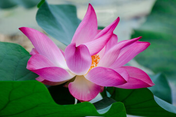 Fototapeta premium Blossom of waterlily in tropical pond