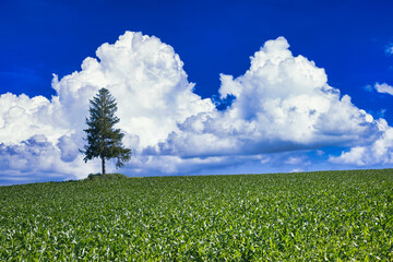 一本の木と夏の入道雲（雲合成）