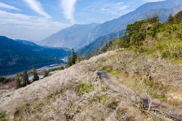 white plum blossom flowers