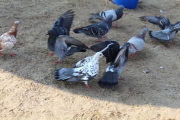 pigeons on the sand