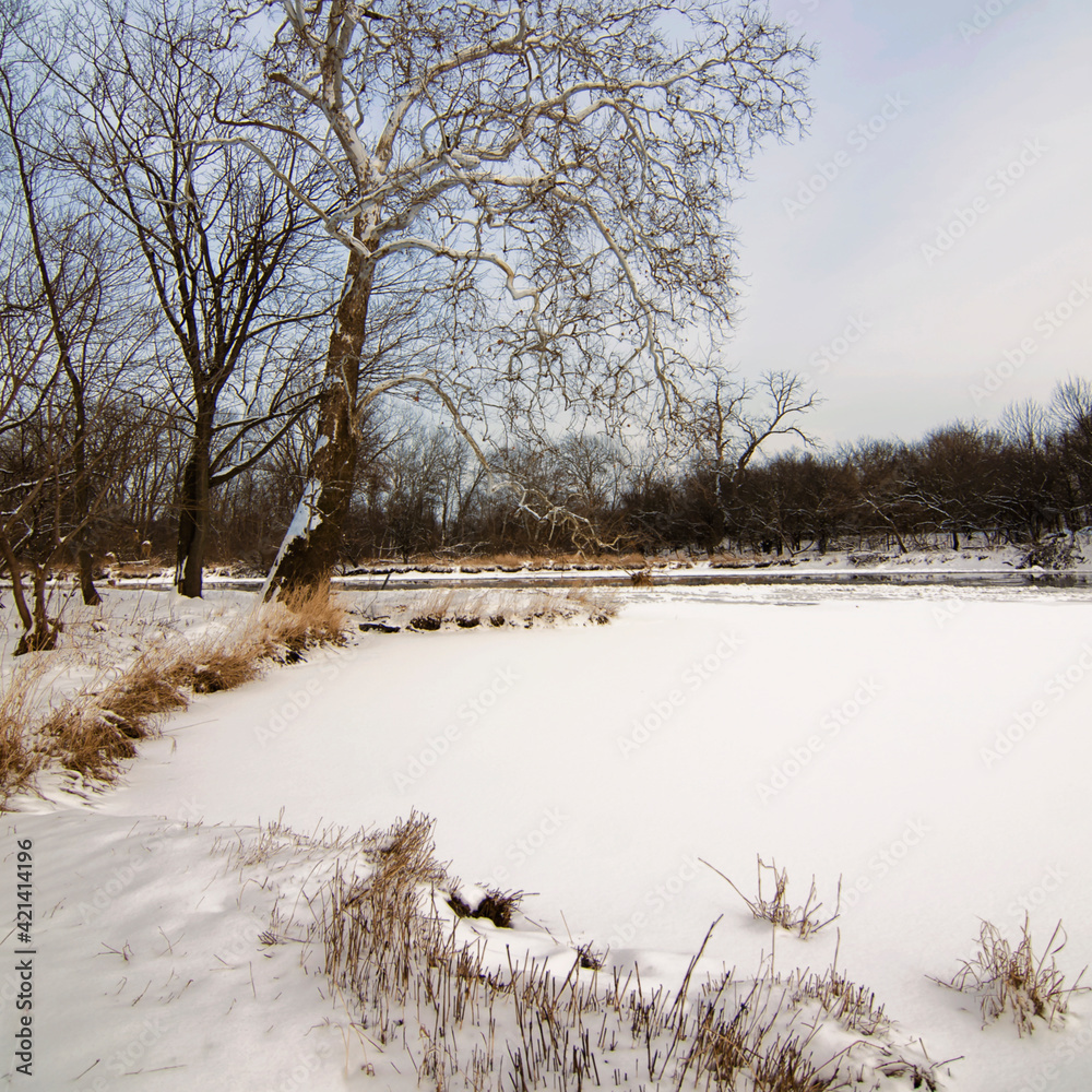 Wall mural 631-15 dupage river winter sycamore