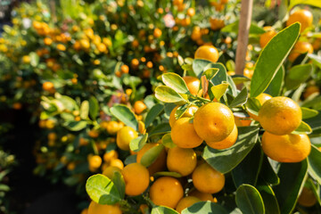 kumquat fruit tree