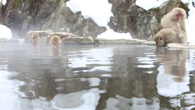 Wild monkeys drinking hot spring water in winter.