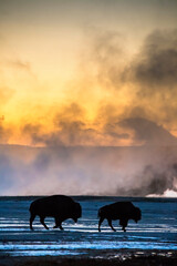dramatic sunset in Yellowstone with bisons grazing the Lower Geyser Basin with the natural hot...