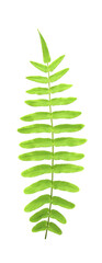 Fototapeta na wymiar tropical ornamental foliage, fern leaf tree background