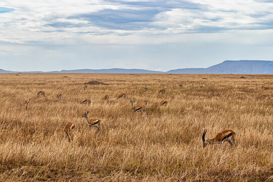 Beautiful And Extraordinary Scene Of The Antelopes Intent On Eating