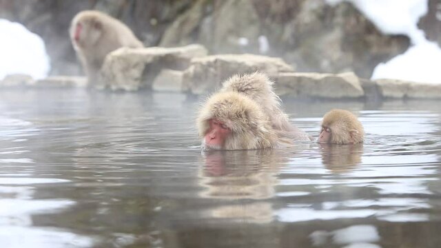 Wild monkeys bathing in the hot springs in winter.