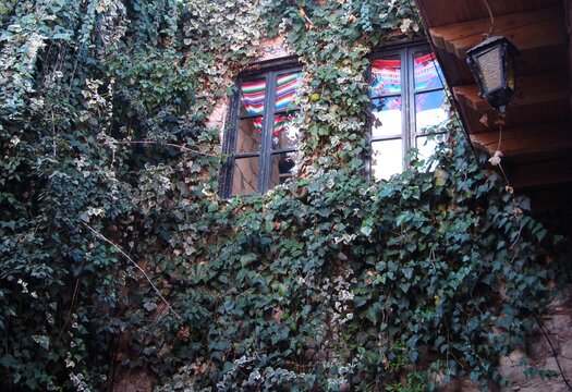 Muro exterior con dos ventanas recubierto de enredaderas de hiedra, en d&iacute;a soleado