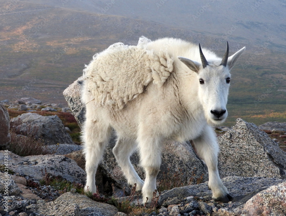 Wall mural close up of a  white rocky mountain goat on a  summer day standing in the rocks on the summit of mount evans, colorado