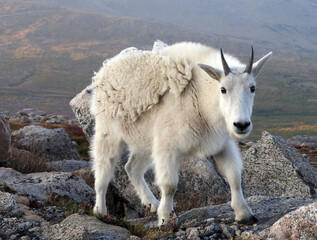Obraz premium close up of a white rocky mountain goat on a summer day standing in the rocks on the summit of mount evans, colorado