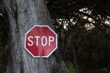 Old damaged road stop sign nailed to big tree