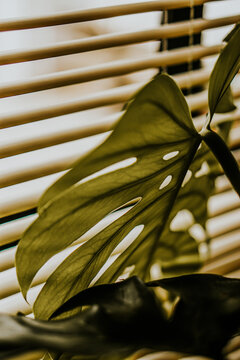 Close-up Of Fresh Green Leaves By Blinds