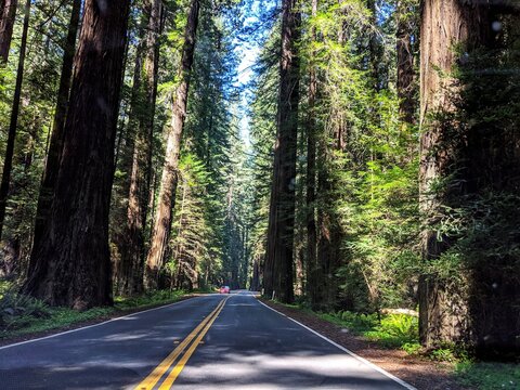 Road Along Icon Giant Redwood Trees In Forest In Northern California