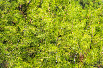 Closeup photo of green needle pine tree. Small pine cones at the end of branches. Blurred pine needles in background