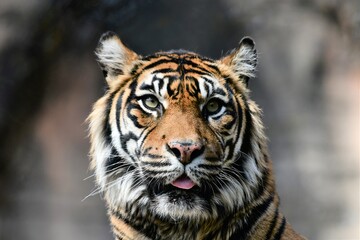 タイガー　（トラ）
動物園」