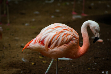 pink flamingo in a Brazilian zoo