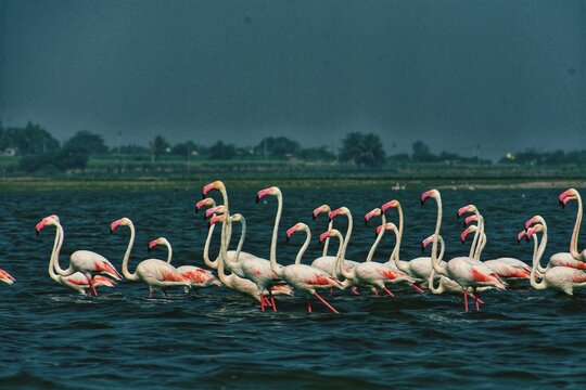 Greater Flamingos In A Lake