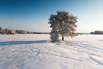 Frost Covered Pine Tree In The Middle Of The Fields