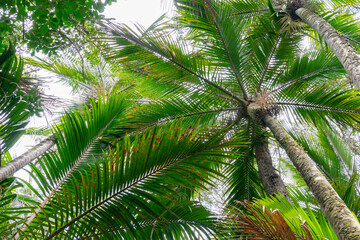 Palm trees converge overhead form green frond pattern