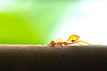 Close-up of a red ant trying to stand up. It must be exhausted by something, making it impossible for the limbs to stand.
