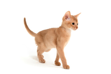 Abyssinian red cat stands on a white background