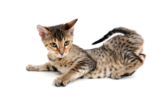A Bengal cat lies on a white background