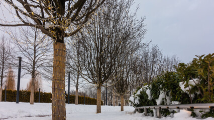 Winter evening in the park. Bare trees stand in a row, decorated with lanterns. Snow-covered evergreen shrubs are fenced with metal railings. There is white snow on the ground.