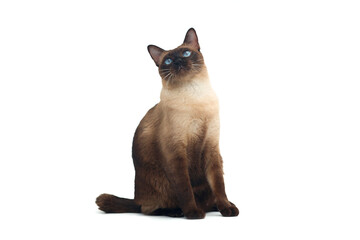 Siamese cat with blue eye sitting on white background. Blue diamond cat isolated on white background. Thai cat looking something