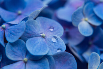 Macro de hortensia azul