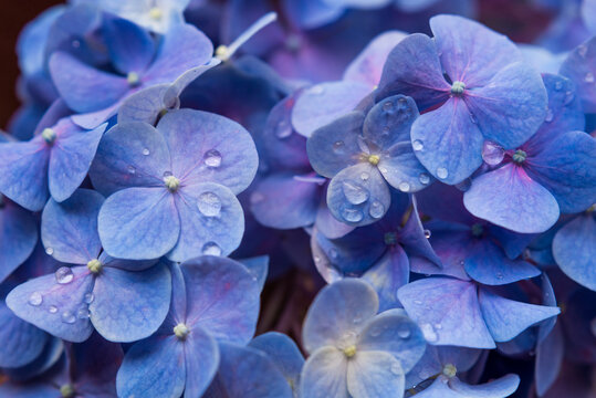 Fototapeta Zoom en flores de hortensia azul