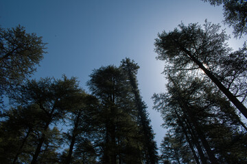 outdoor picture of long deodar (himalayan cedar) trees in himachal pradesh, India