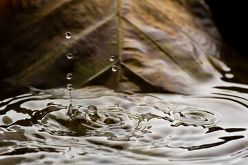 Rain drops falling into jungle pond Thailand with backdrop of native tree leaves.