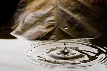 Rain drops falling into jungle pond Thailand with backdrop of native tree leaves.