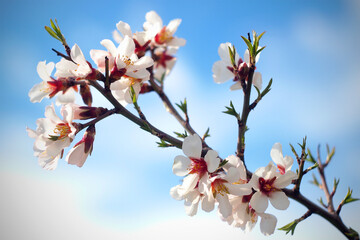 Blossoming cherry tree branch with blurred sky on the background.