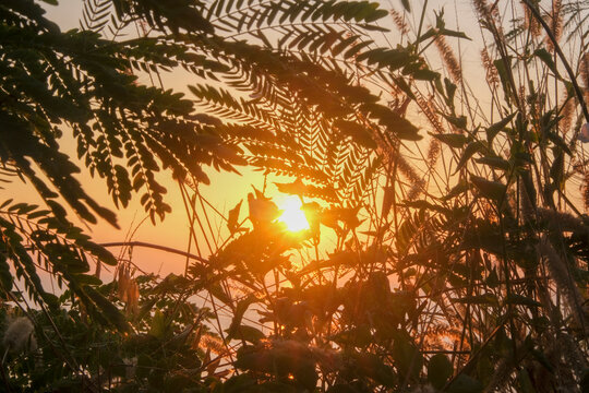 Beautiful plants and flowers
