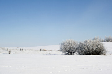 beautiful winter landscape: frosty morning, snowy field and trees, blue sky