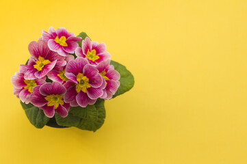 beautiful pink primrose on yellow background