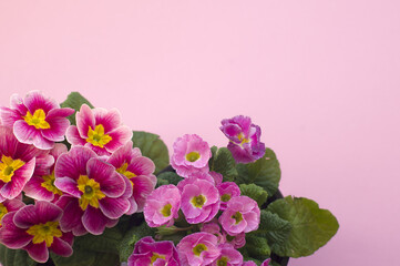 two beautiful pink primoses on a solid background. beautiful flowers close-up.