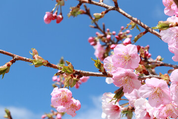 青空と河津桜 9